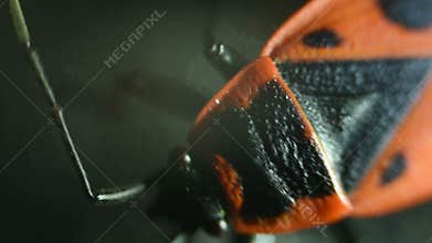 Common bed bug Cimex lectularius underside - permanent slide plate under high magnification