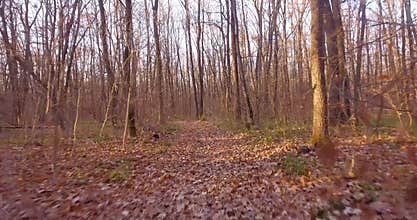 A walk in the deciduous autumn forest