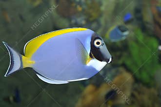 Tropical fish