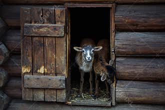 Lamb out of the house