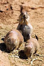 Prairie dogs