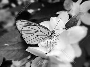 Closeup of The Butterfly on a White Flower in Black and White