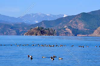 Wild ducks