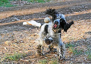 English Cocker Spaniel Dog Playing With A Ball