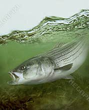 Striped bass striper saltwater fish