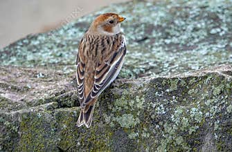 Snow Bunting in Winter Plumage