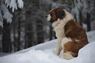 Saint Bernard
