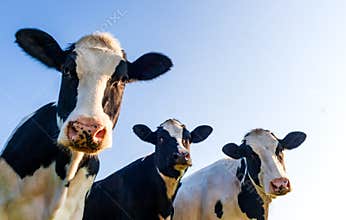 Holstein cows over blue sky