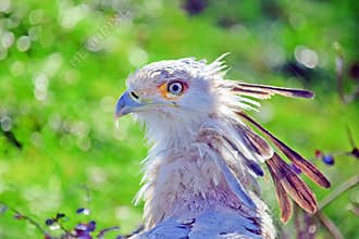 Beautiful Secretary Bird Head Portratit Closeup