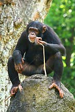 Chimpanzee