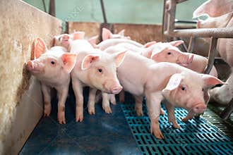 Ecological pigs and piglets at the domestic farm