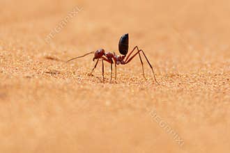 Sahara Desert Ant Cataglyphis bicolor running along the sand dunes