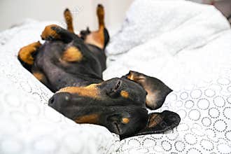 Dog Dachshund breeds, black and tan, is lying on back on the bed. Pets friendly hotel or home room