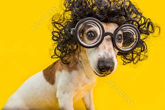 Curious nerd smart dog face in round professor glasses and curly black afro style hairstyle. Education. Yellow