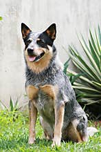Australian Cattle Dog