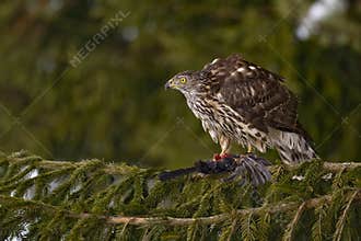 Northern Goshawk (Accipiter gentilis)
