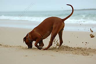 Dog digging