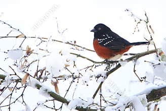 Spotted Towhee Pipilo maculatus on Snowy Branch