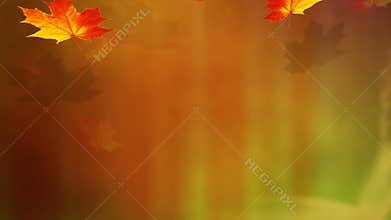 Falling leaves.Autumn leaves falling