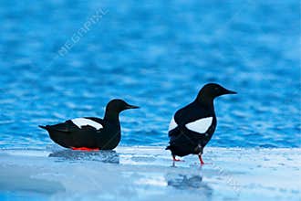 Black Guillemot, Cepphus grylle, black water bird with red legs, sitting on the ice with snow, animal in the nature habitat, winte