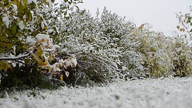 New snow on redcurrant bush in late arctic circle autumn
