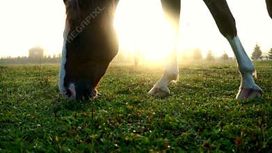 Brown horse eating grass on background sun rays. Close up horse head.