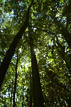 In the forrest