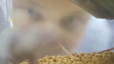 Slow mo Slider Shot. Medical Research Scientist Examines Laboratory Mice and Looks on Tissue Samples under Microscope