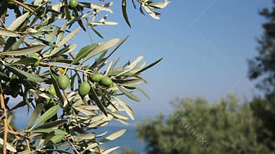 Green olive fruit on seashore