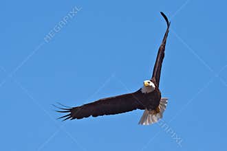 Bald Eagle in Flight
