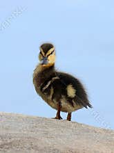 Baby Duck