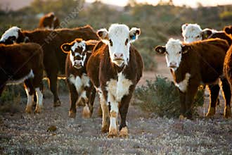 Cattle