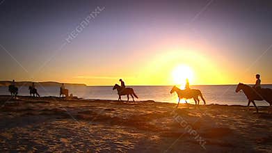Silhouette of horses on beach