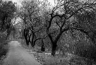 Fall road with trees
