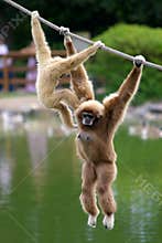 Gibbon monkeys
