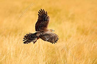 Wildlife scene from nature. Animal in the wood. Flying bird of prey Goshawk, Accipiter gentilis, with yellow summer meadow in the