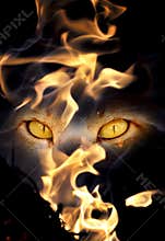 Beast eyes