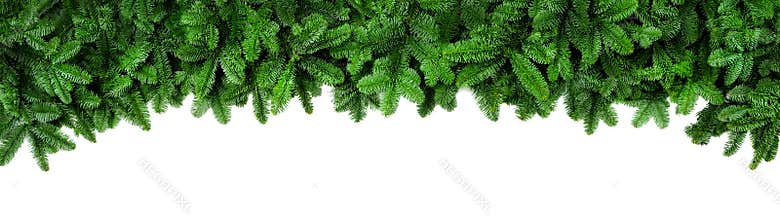 Fresh green fir branches, wide Christmas border