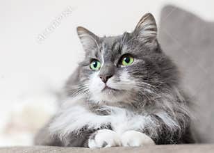 Pet cat green cats eyes