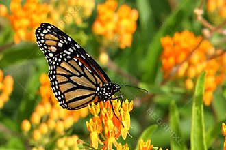 Monarch Butterfly on Butterfly Weed Flowers
