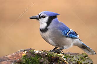 Blue Jay at Feeding Station