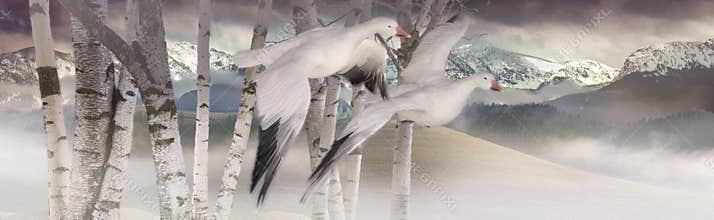 Snow Geese
