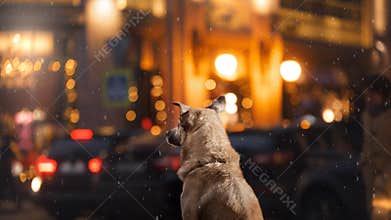 A stray dog in the city. Night on the street