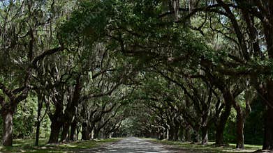 Wormsloe Historic Site / Georgia / USA