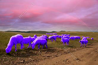 Purple goats on meadows