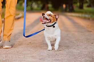 Kindly dog on leash looking at owner walking at park