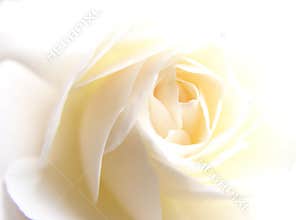 white rose