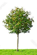 Rowan tree