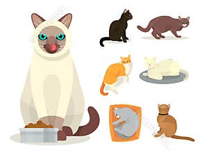 Different cat breeds cute kitty pet cartoon cute animal cattish character set catlike illustration