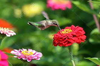 Hummingbird in Flower Garden